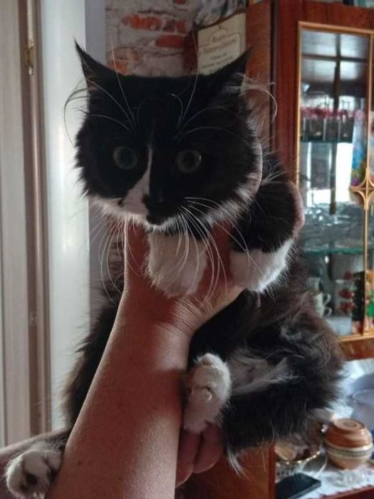 Котики шукають родину