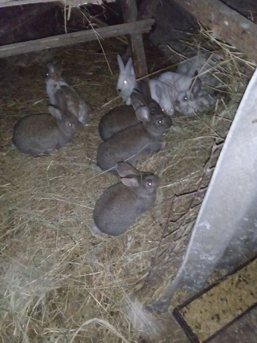 Кролі .Молодняк.