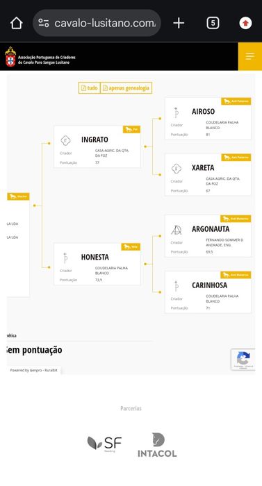 Cavalo puro lusitano