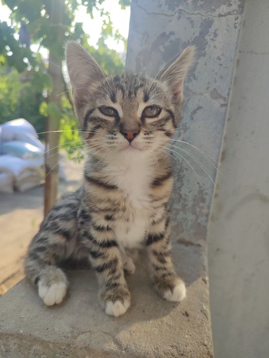 Отдам котят в хорошие руки.