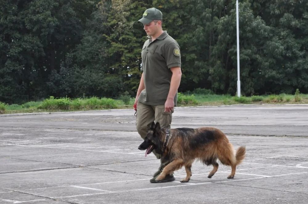 Кінолог. Дресирування собачок