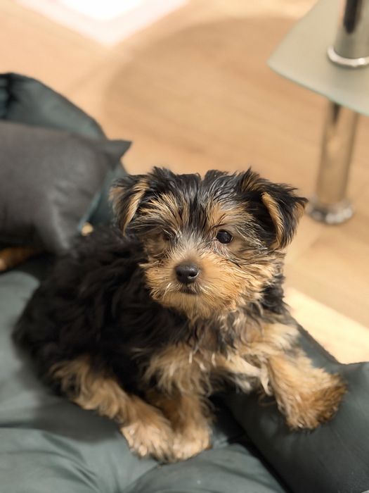 Szczeniak Yorkshire Terrier