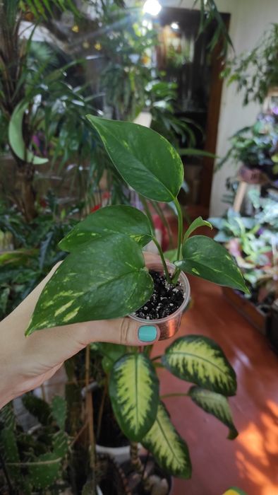 Монстера вариегатная, филодендрон, сингониум ,