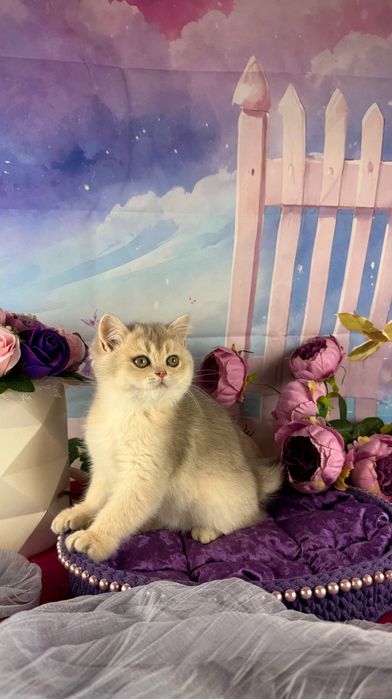 Do sprzedania rodowodowy kocurek brytyjski krótkowłosy