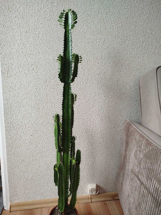 Wilczomlecz kaktus 115 cm