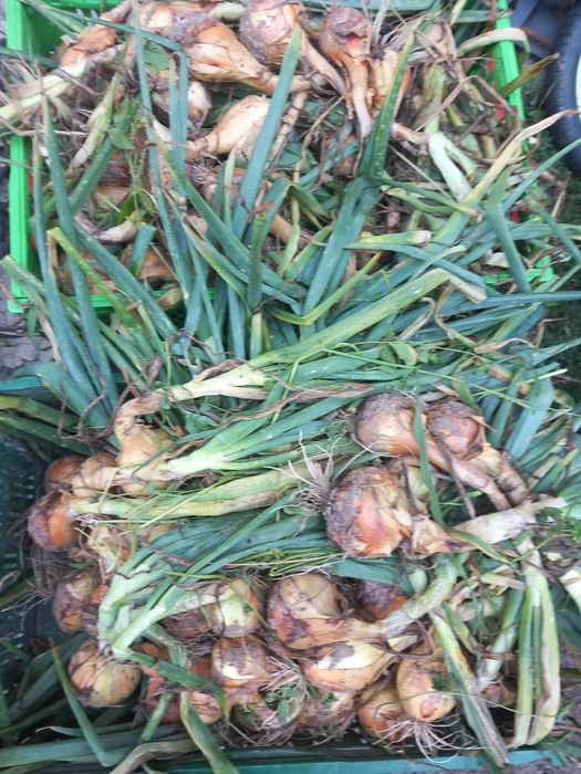 Cebula bez oprysków na oborniku końskim