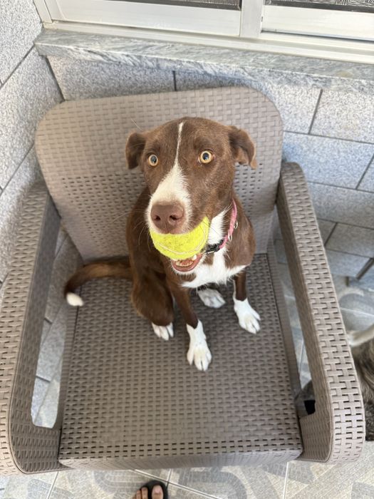 Cães para adoção- actualização final