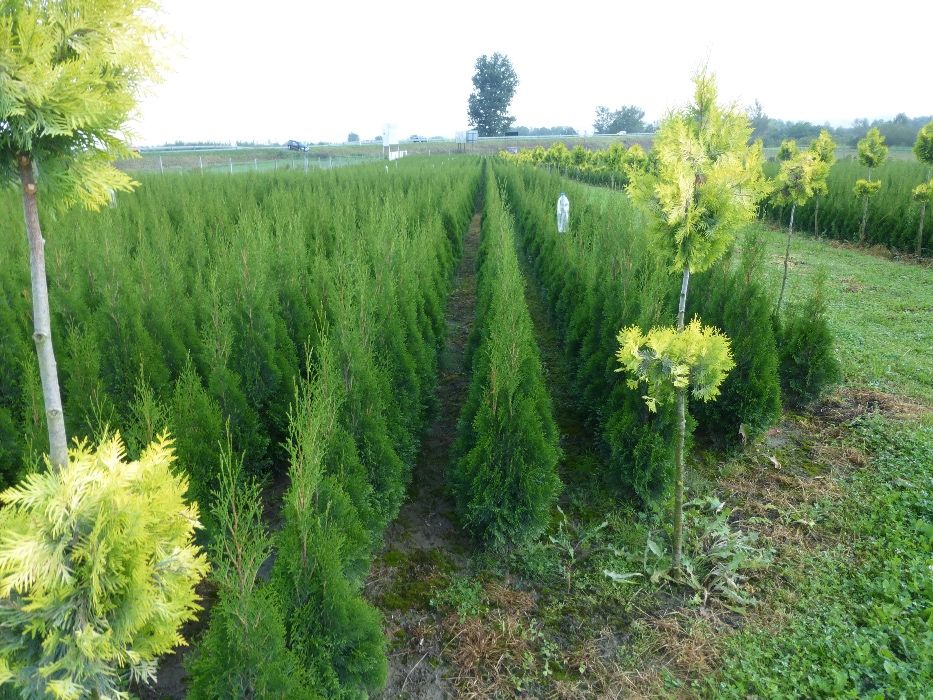 Tuja Szmaragd 100 cm do 120 cm Thuja Smaragd (ZAKLICZYN)
