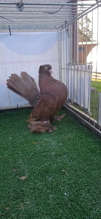 Gołębie ozdobne , rostowskie  , uralski samczyk z 24 r