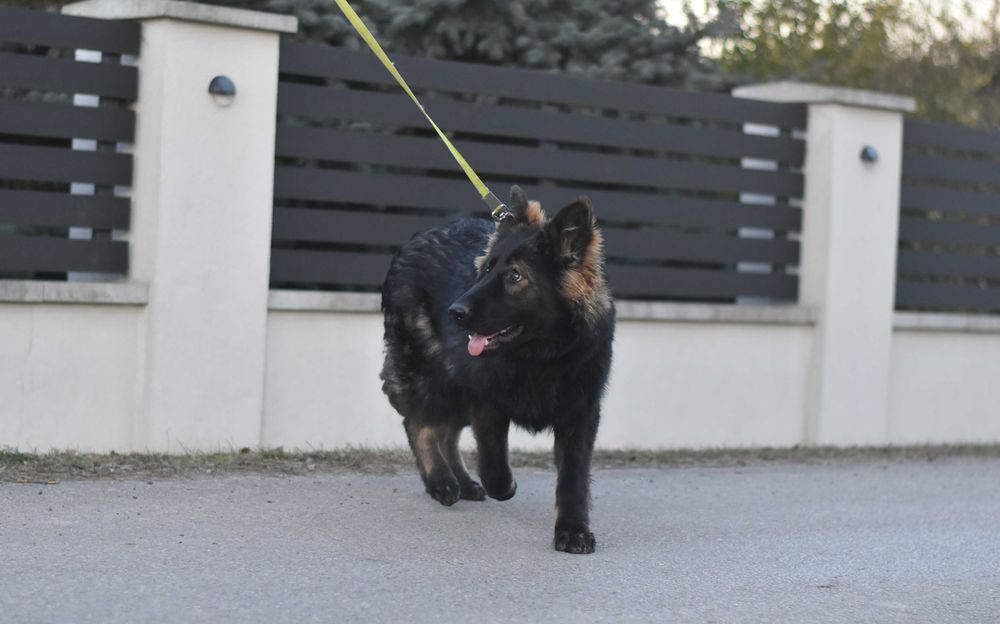 Owczarek Staroniemiecki ... ( Długowłosy czarny  / wilczasty  )