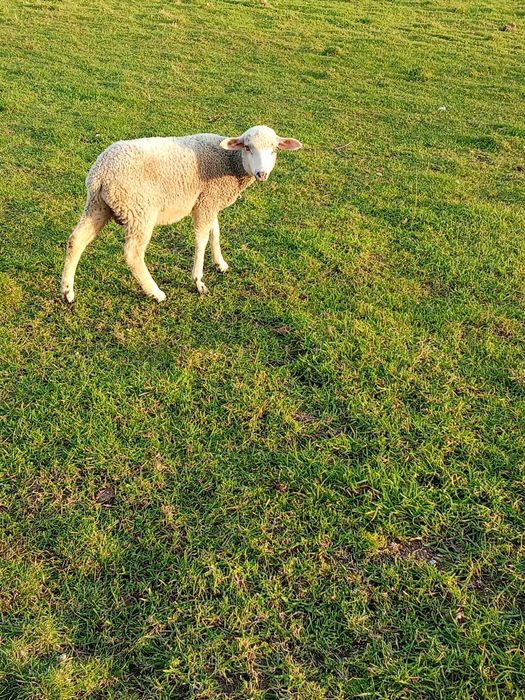 vendo anhos novo boa qualidade