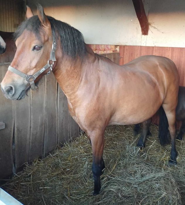 Koń kuc  w typie hucuła