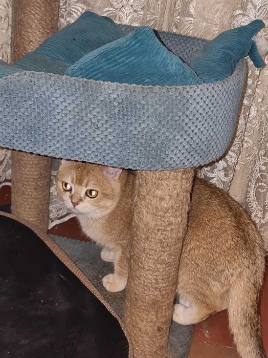 Британський котик золотого окрасу