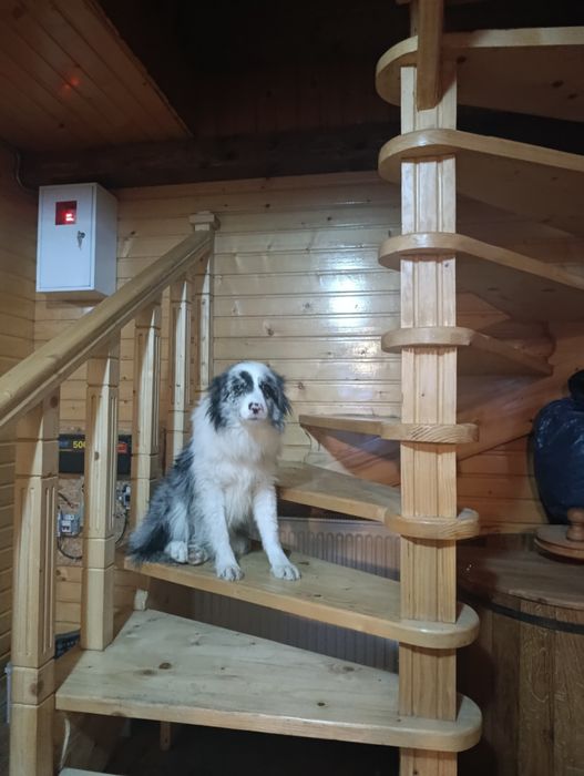 Чистокровні   Border Collie