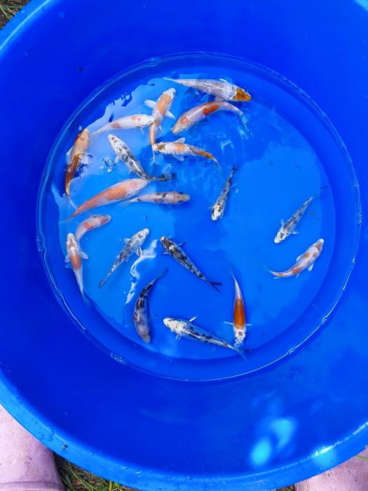Carpas koi para vários gostos