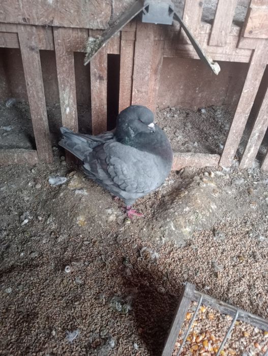 Sprzedam Gołębie Kingi! Zamienię na Mondainy!