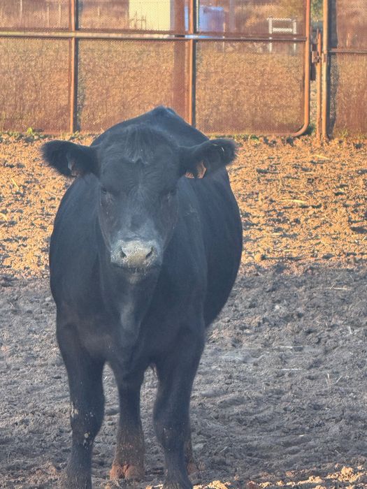 Venda bezerras angus