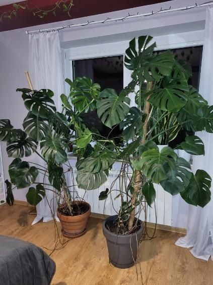 Monstera, kwiaty