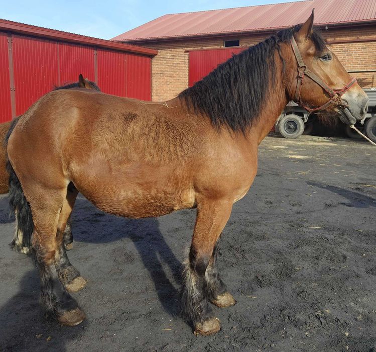 Sprzedam klacz zimnokriwstą źrebną z źrebakiem