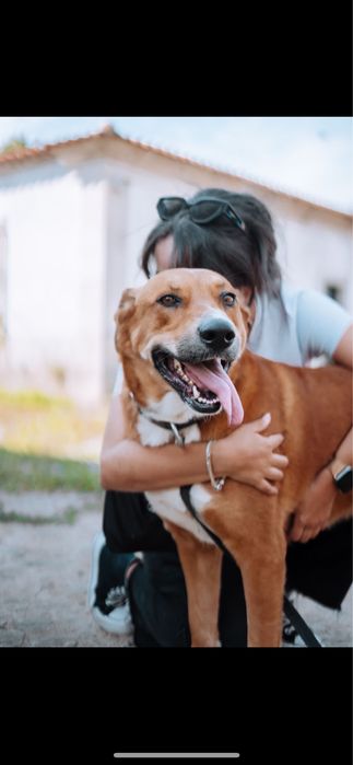 Dolly, porte grande, para adoção responsável