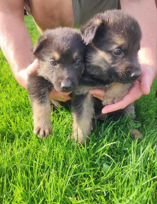 Продам німецькі вівчарки