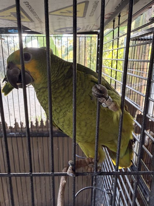 Papagaio Amazona Aestiva