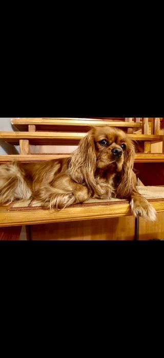 Cavalier King Charles Spaniel