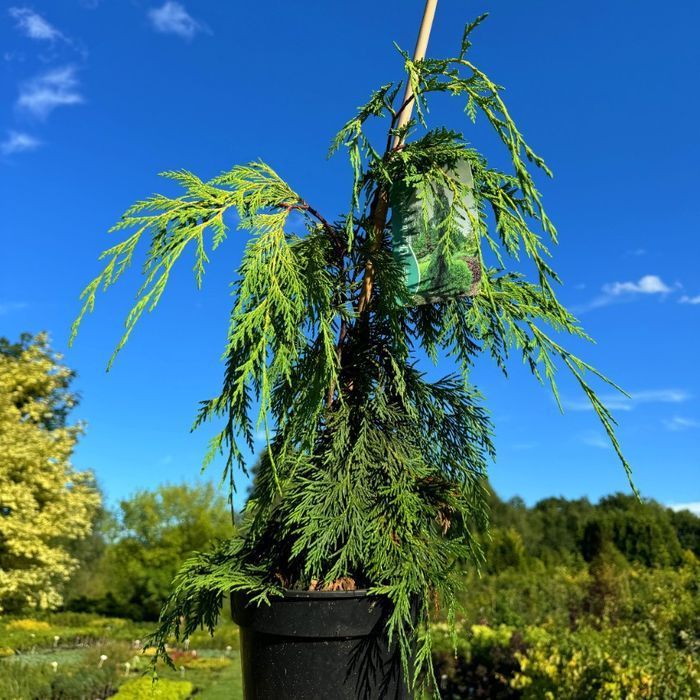 Cyprysik nutkajski 'Jubilee' Doniczka 3L