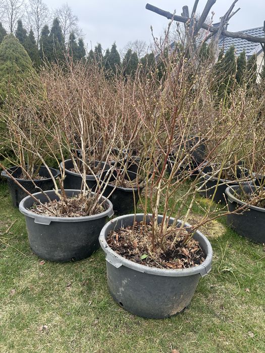 Sprzedam borówki amerykańskie