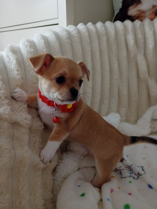 Suczka chihuahua