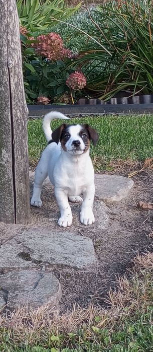 Jack Russell Terrier - piękny piesek