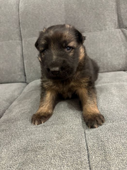 Owczarek Niemiecki Długowłosy- Szczenię do Rezerwacji