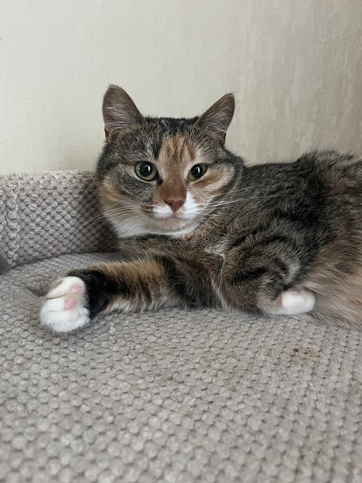 Віддам кицю в добрі руки