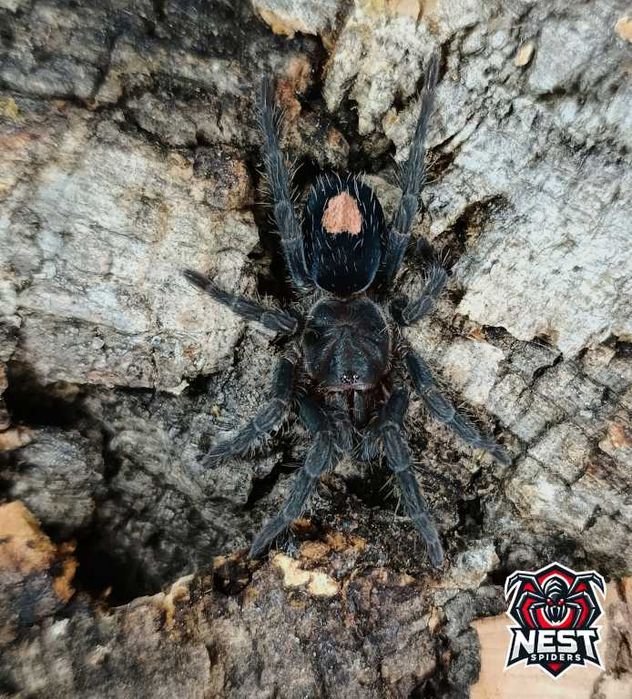 Cyriocosmus sp. Oronegro L1/L2 ptasznik RARYTAS