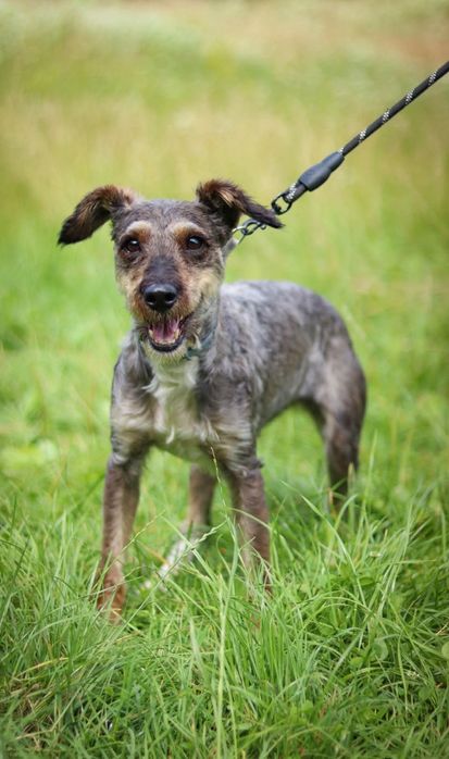 Setka - Drobna sunia szuka domu / do adopcji