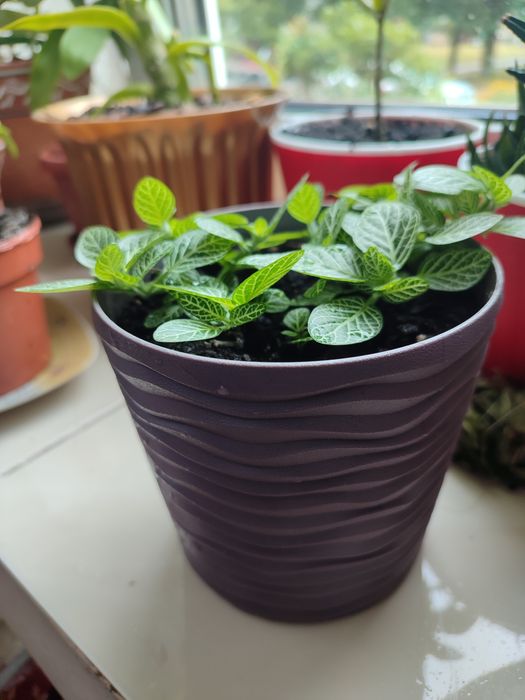 Продаю вазон з горщиком