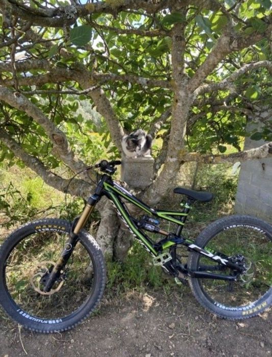 Specialized status 1