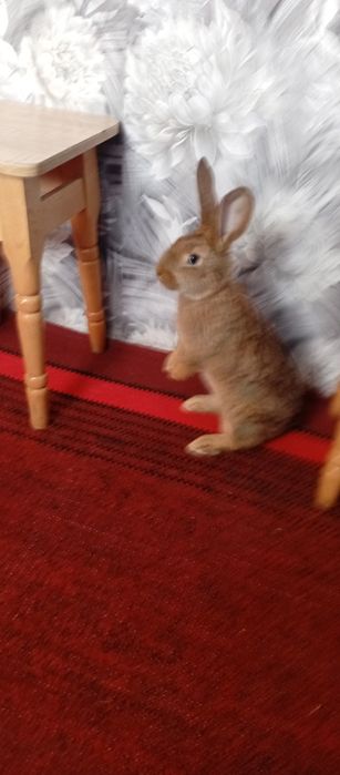 Продам кроликів 2 місяці