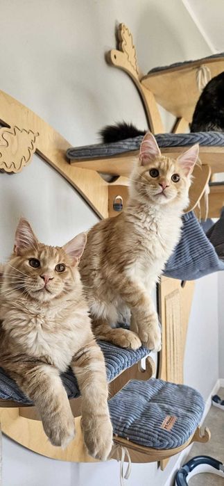 Kocurek  Lemon Maine Coon