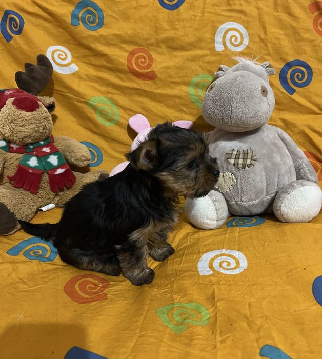 Цуценята йоркширського терʼєра дівчинка