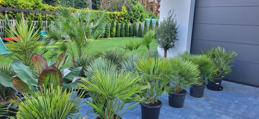Palma Karlatka Chamaerops Humilis