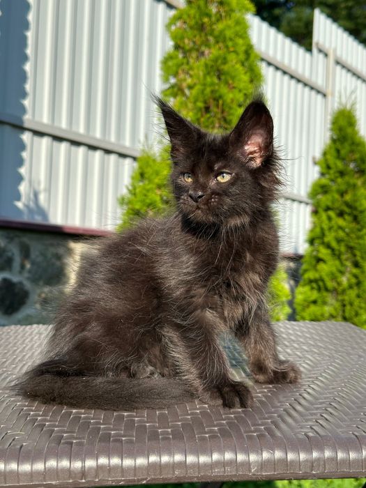 Zura-Kotka Maine Coon
