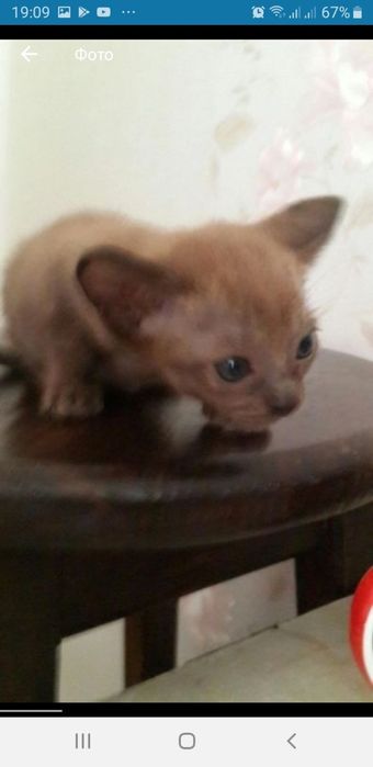 Бурманские котята (бурма)