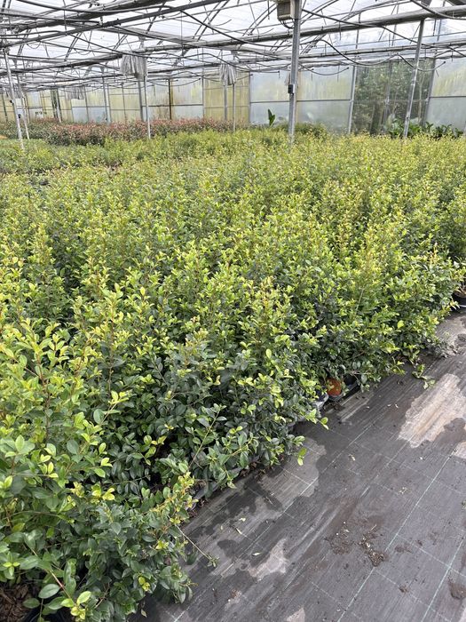 Eugênia Myrtifolia Newport - 50/100cm