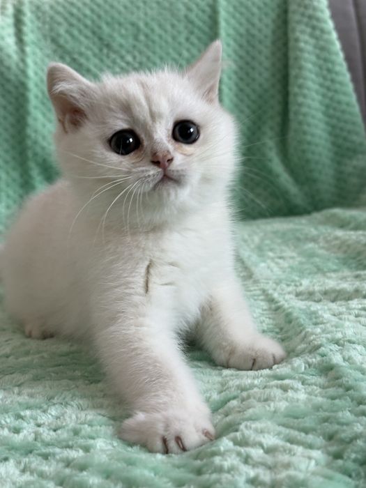 Kocur brytyjski ns11