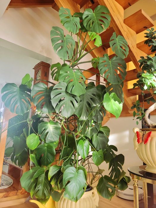 Kwiat Monstera Deliciosa Gigant ponad 2m, rzadki egzemplarz, piękna