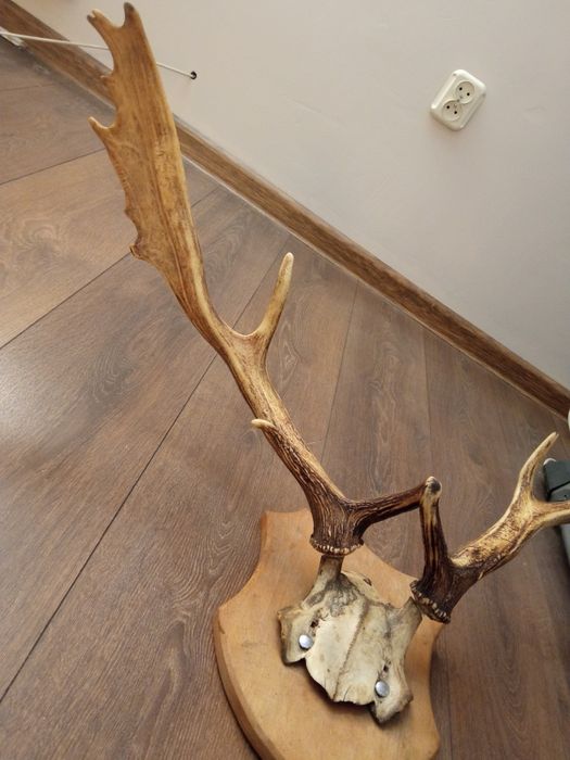 Duże poroże na ścianę