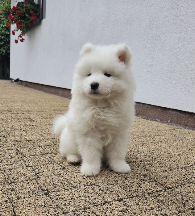 Samoyed szczeniak piesek