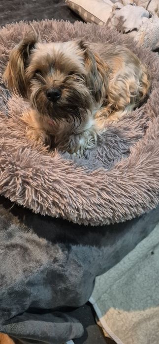 Malutka suczka okolo 3 lata