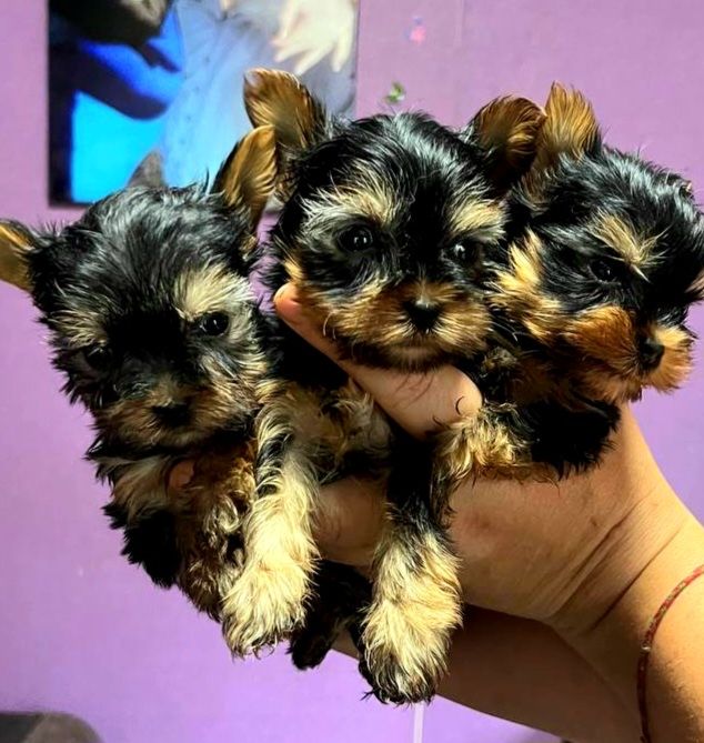 Продам щенков мини-йориков